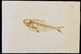 Diplomystus Fossil Fish - Wyoming #101178-1